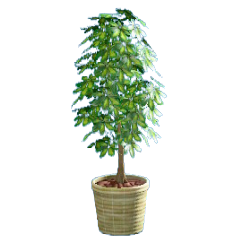 シェフレラのベージュの画像