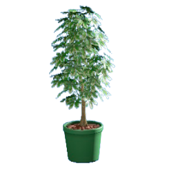 シェフレラのグリーンの画像