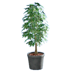 シェフレラのグレーの画像