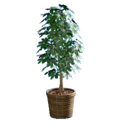 シェフレラのブラウンの画像