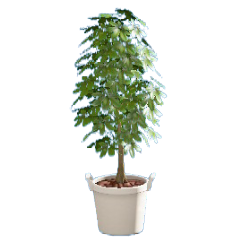 シェフレラのホワイトの画像