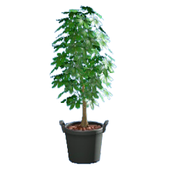 シェフレラ画像