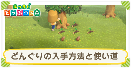 どんぐりの入手方法