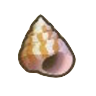 貝殻.png