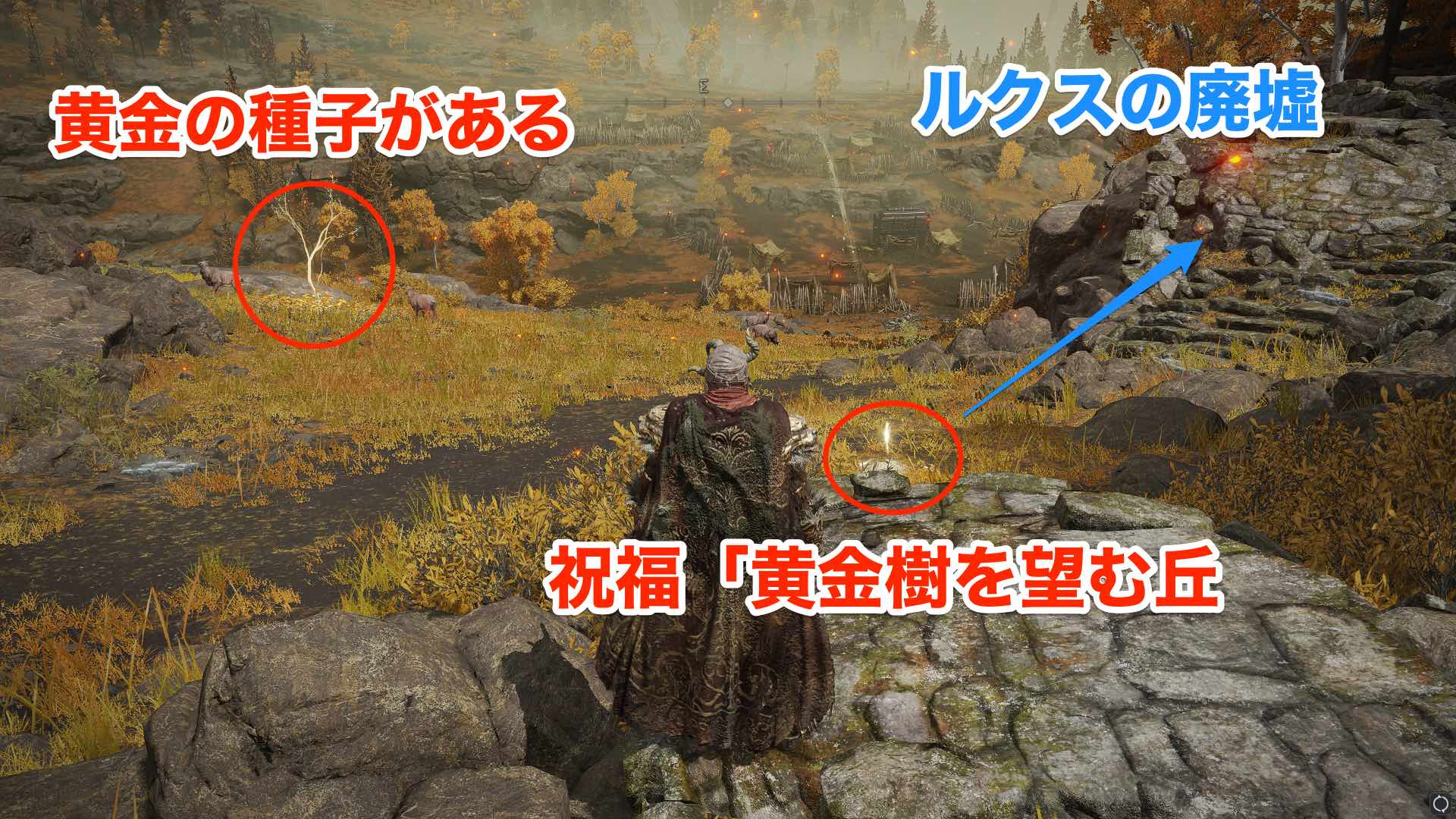 ルクスの廃墟　黄金の種子の場所