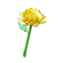 キクのステッキ画像