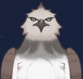 棕翼鷹画像