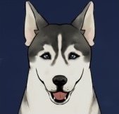 ハスキー画像