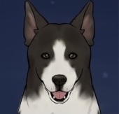 シェルティー画像