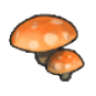 キノコ画像