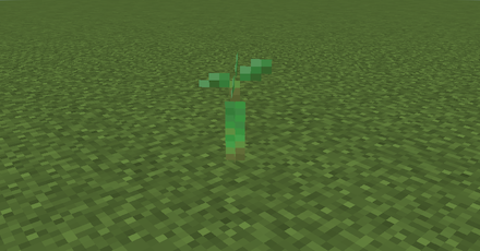 マングローブの芽