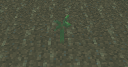 マングローブの芽 水中.png