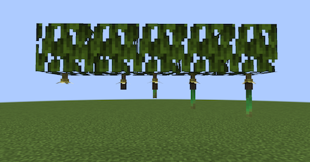 マングローブの芽 成長過程