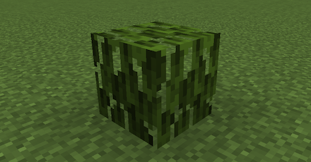 マングローブの葉