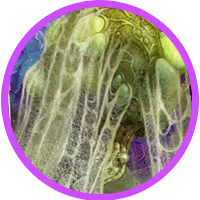 オセロニアのモルフスの魔胞子・壌の画像