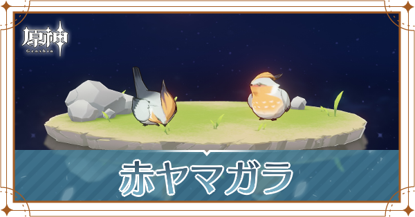 赤ヤマガラの入手場所と使い道