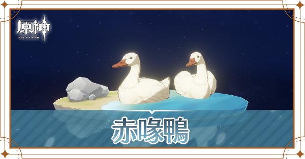 赤喙鴨の入手場所と使い道