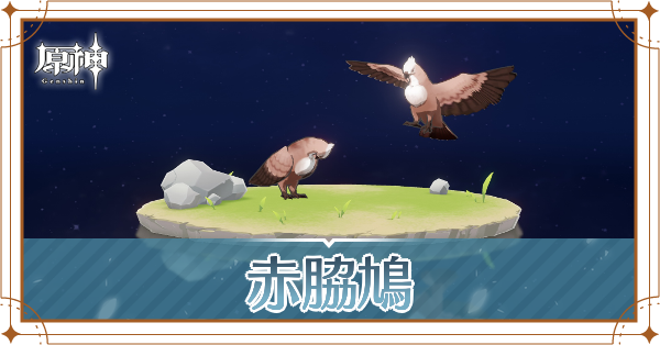 赤脇鳩の入手場所と使い道