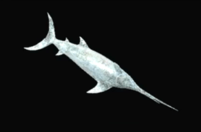 瞬間レイトウ本マグロの画像