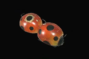 天昇重弩ナナホシの画像