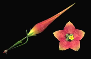 クラシーフレグランス改の画像