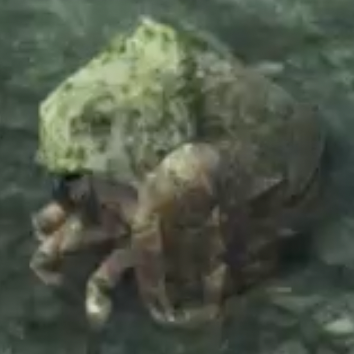 モーグ・クライブ画像