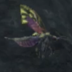 ライト・スキート画像