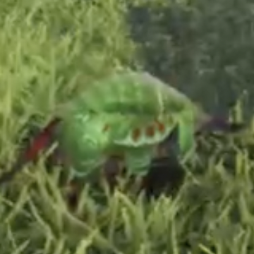 アガーメ・タスマン画像