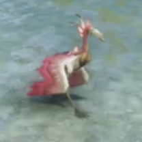 リムド・フラミー画像