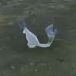 ハンド・バニット画像