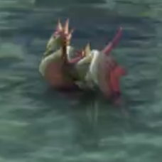 マーシュ・フラミー画像