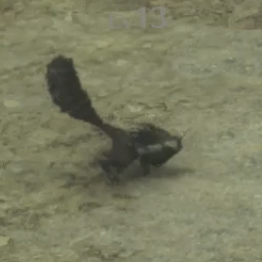 ナックル・ホッグス画像