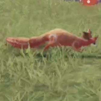 リープ・ピピット画像