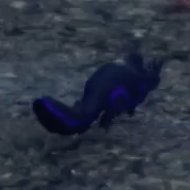 モフモ・ピピット画像