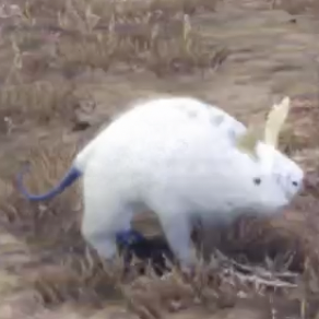 モコロコ・カピーバ画像