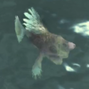 キリ・サモン画像