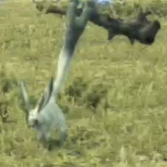 ウッド・バニット画像