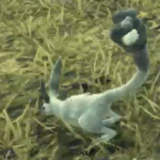 リトル・バニット画像