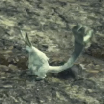 ナベリオス・バニット画像