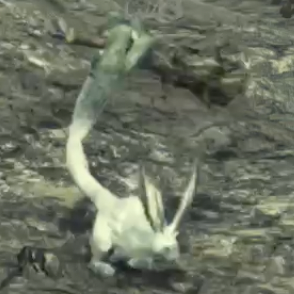 ファクト・バニット画像