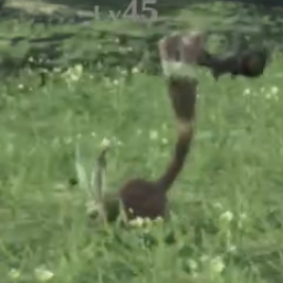 アルデラ・バニット画像