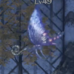 クロタ・フライア画像