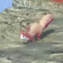 ミーア・ピピット画像