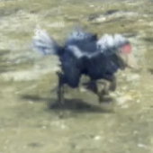 チャドル・ストラ画像