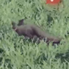 ポルカ・ピピット画像