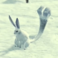 ヒッター・バニット画像