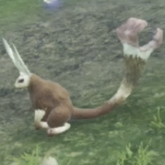 ラフィアン・バニット画像