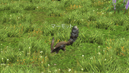 マーモットの画像