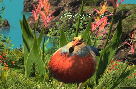 パライソドードーの画像