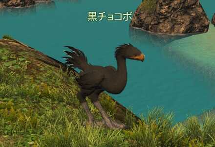 黒チョコボの画像